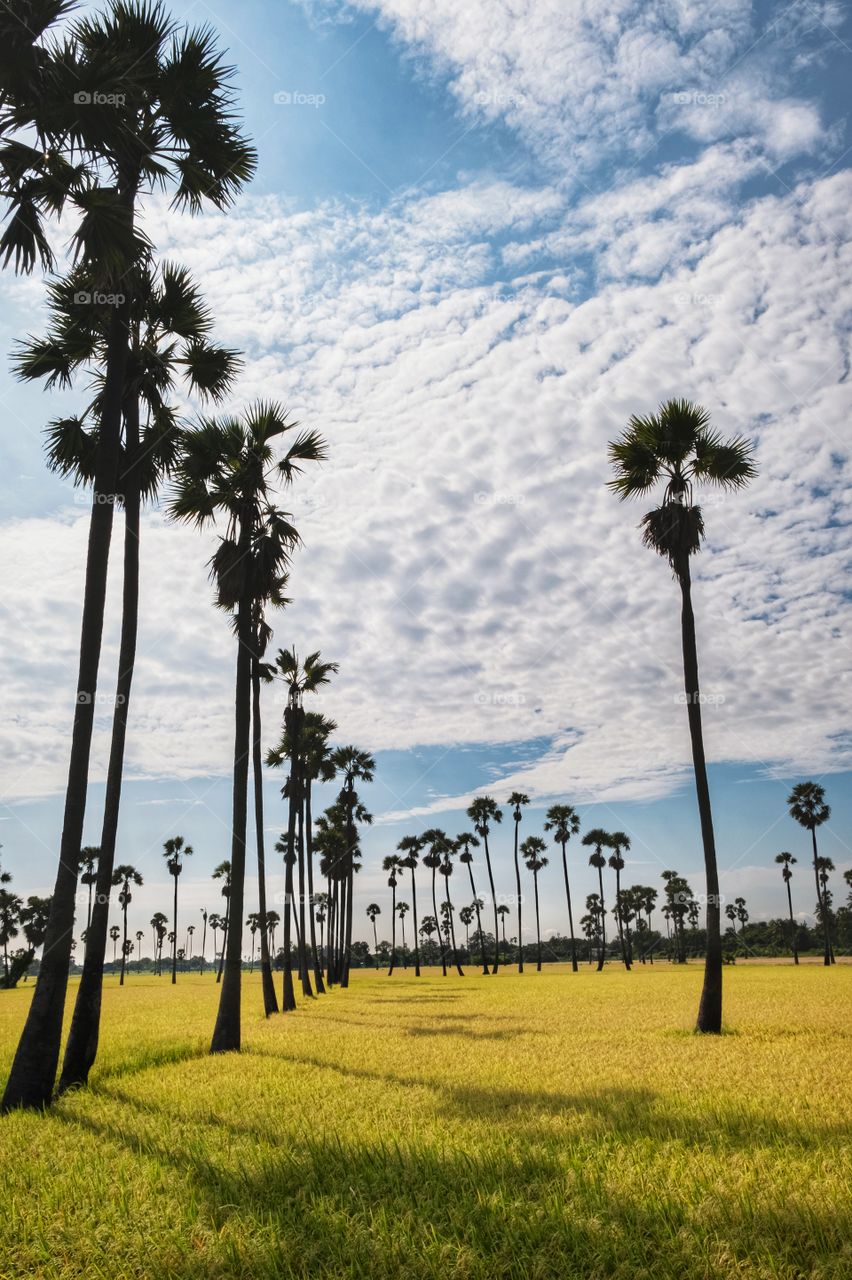 Beautiful sugar palm and rice field in Thailand