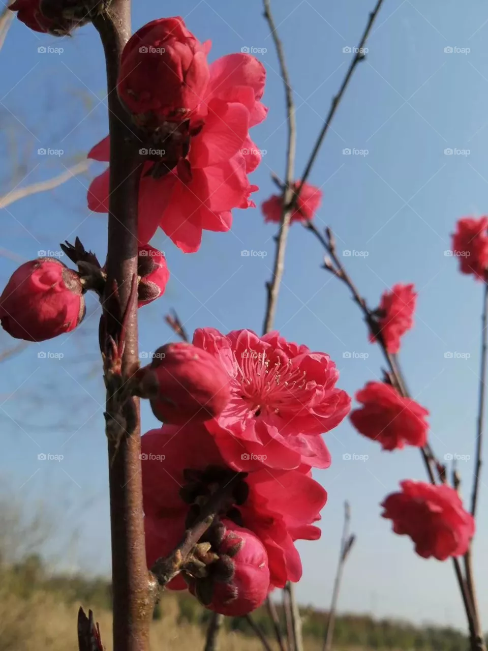Beautiful Flowers