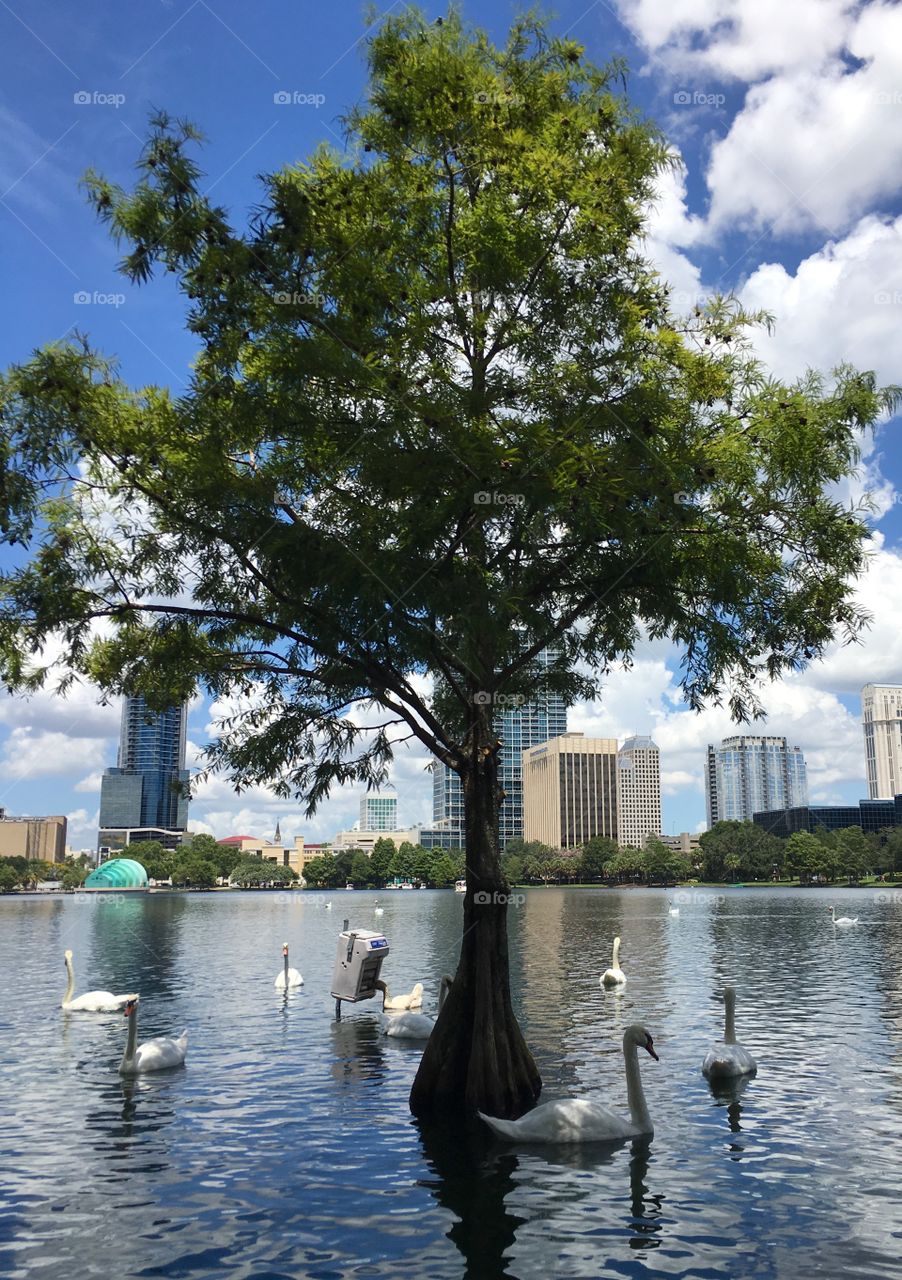 Lake Eola