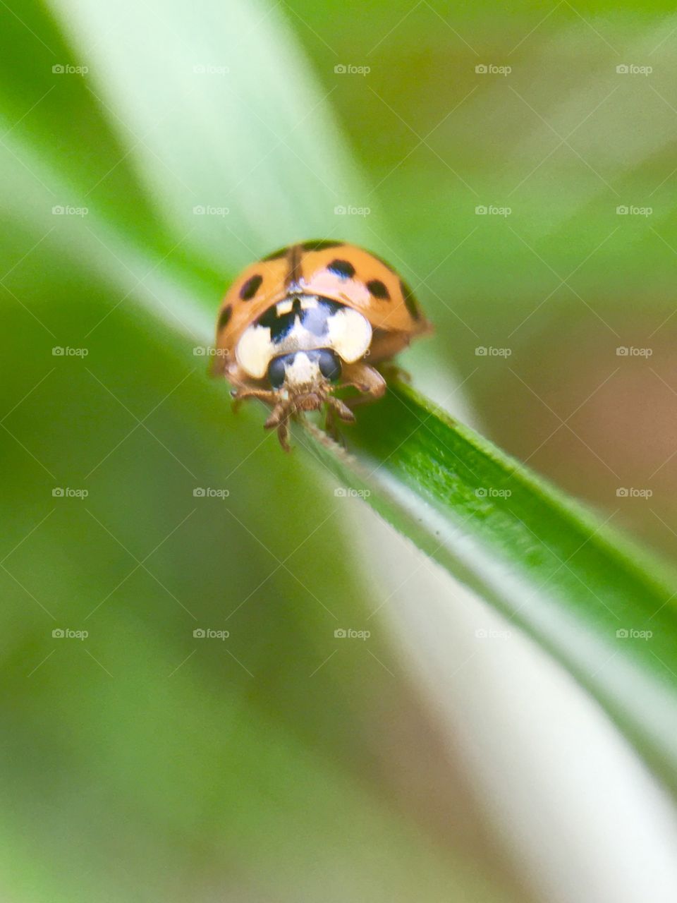 Insect, Ladybug, Beetle, Biology, Nature