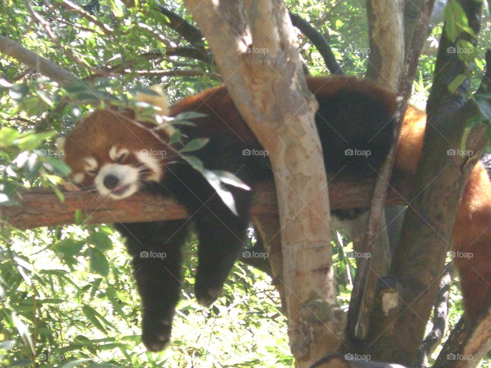 Lazy Red Panda Bear