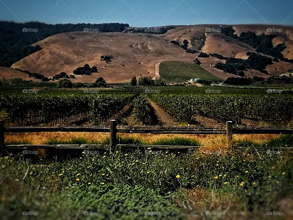Sonoma Wine Country V