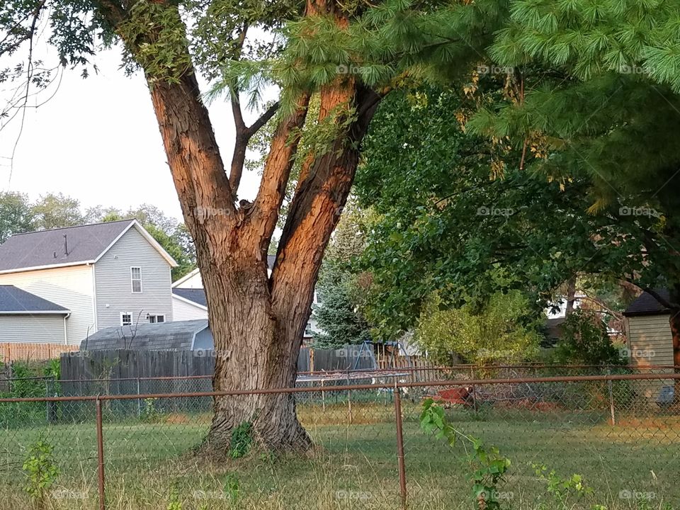 old tree