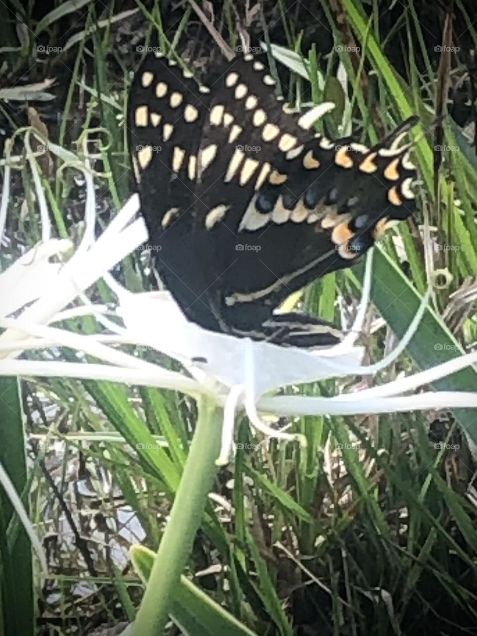 A Shallowtail butterfly (thanks Roland!) decided to stop by and get a drink from inside the Spider Lily! 