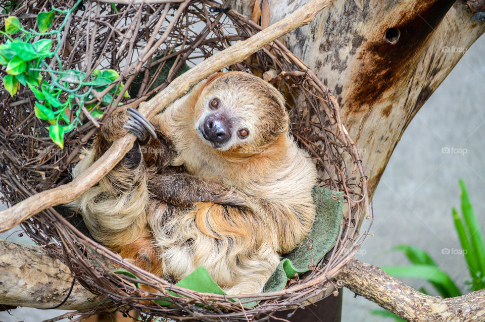 Two-toed sloth laying in a tree