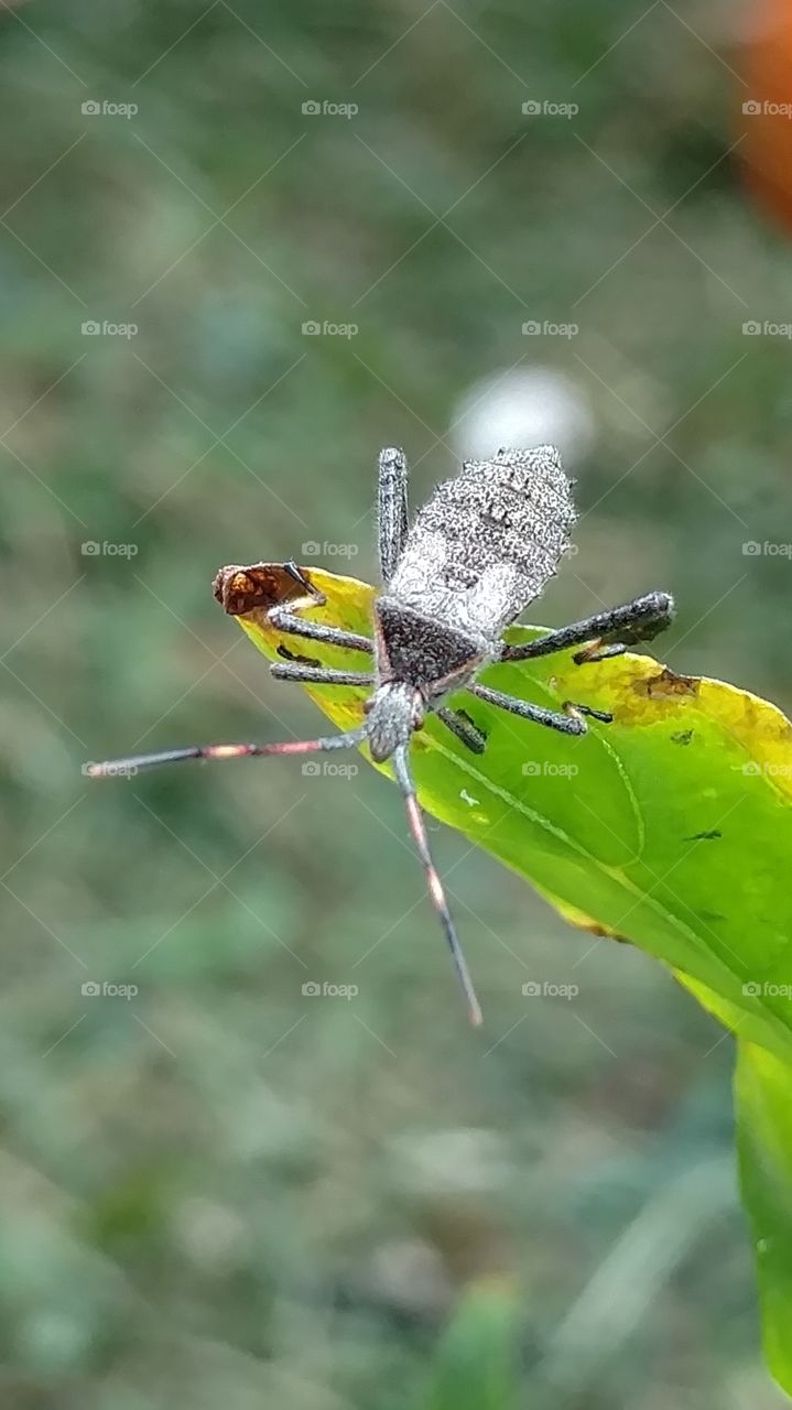 Nature, Insect, Animal, Wildlife, Leaf