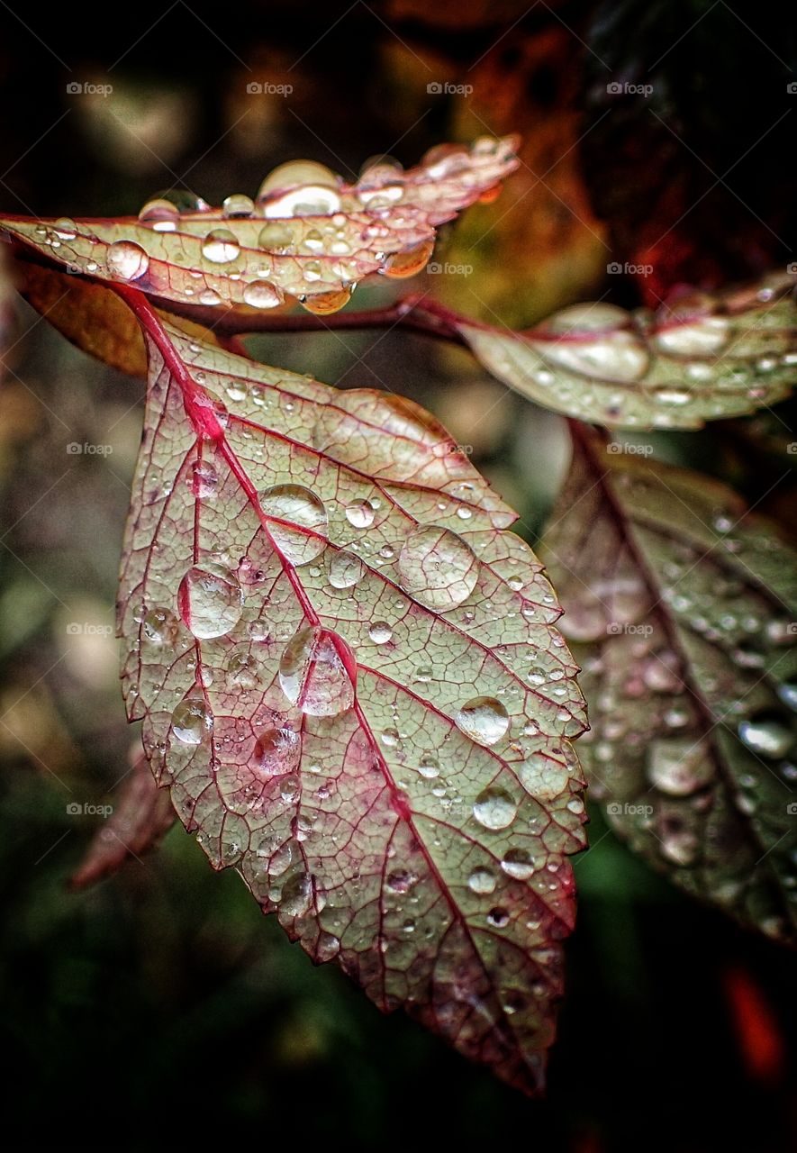 Water drops