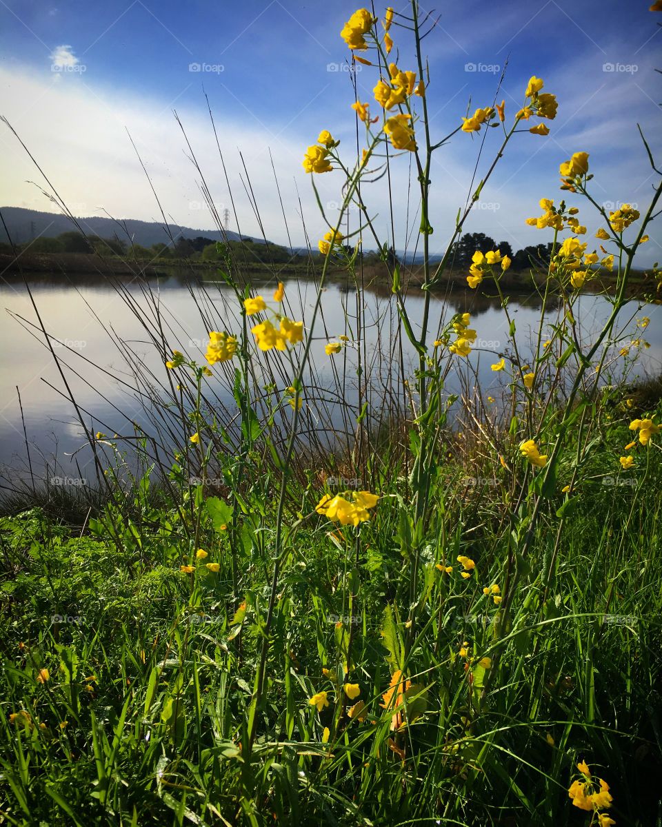 Yellow marsh flowers