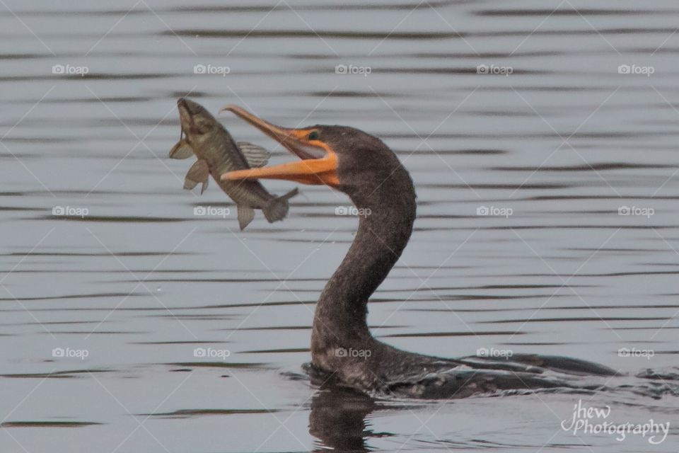 Cormorant