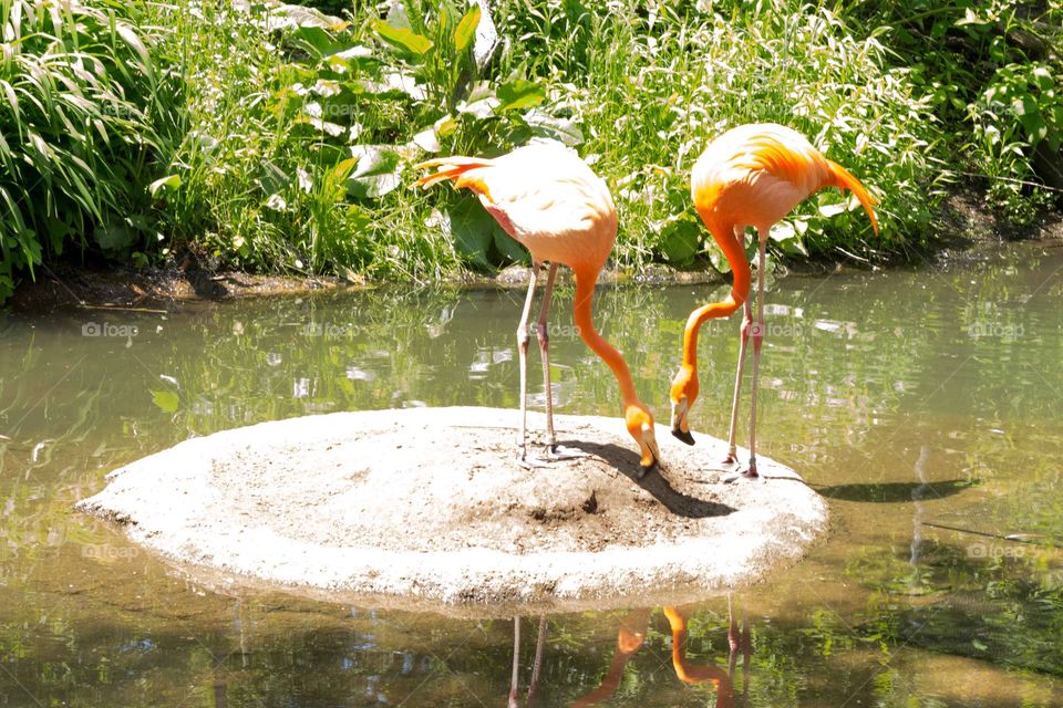 Flamingos at the zoo 