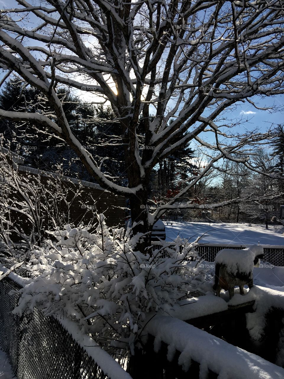 Morning After 5" Snowfall With Sun Shining
Snow had finally stopped and sun had come out after a total of 5" of snow. In our area this was really our first snow storm of the Winter. The worse I know is yet to come!