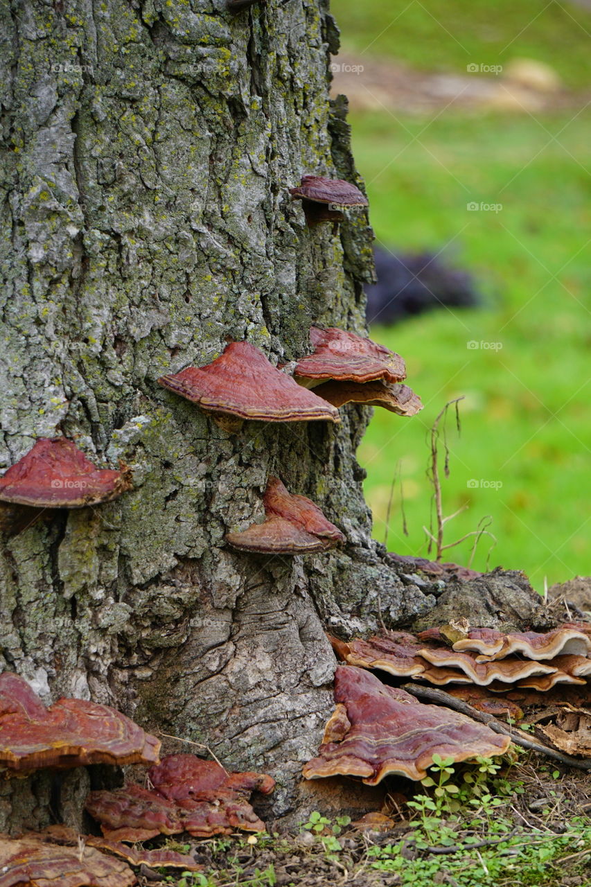Mushroom growth on a tree trunk. 
