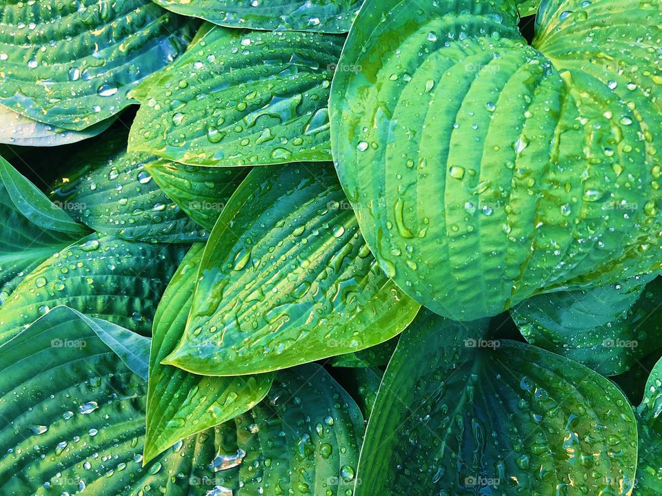 Green leaves