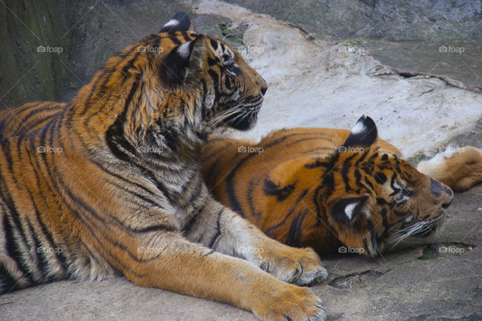 THE BENGAL AND SIBERIAN TIGERS IN PATTAYA THAILAND