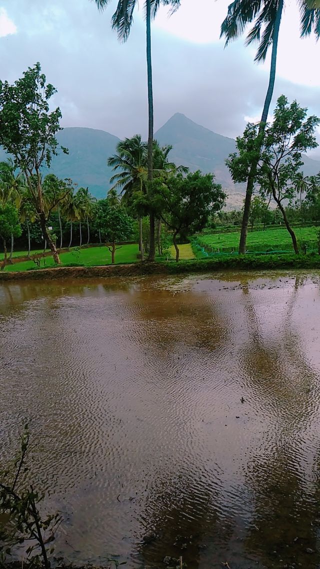 Rainy