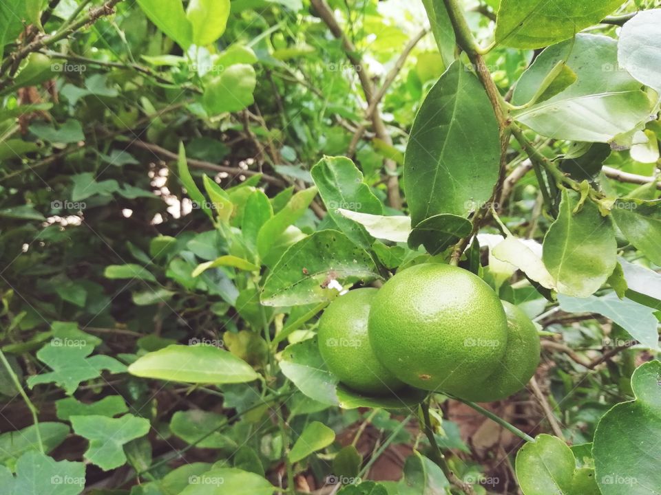 lime in the garden
