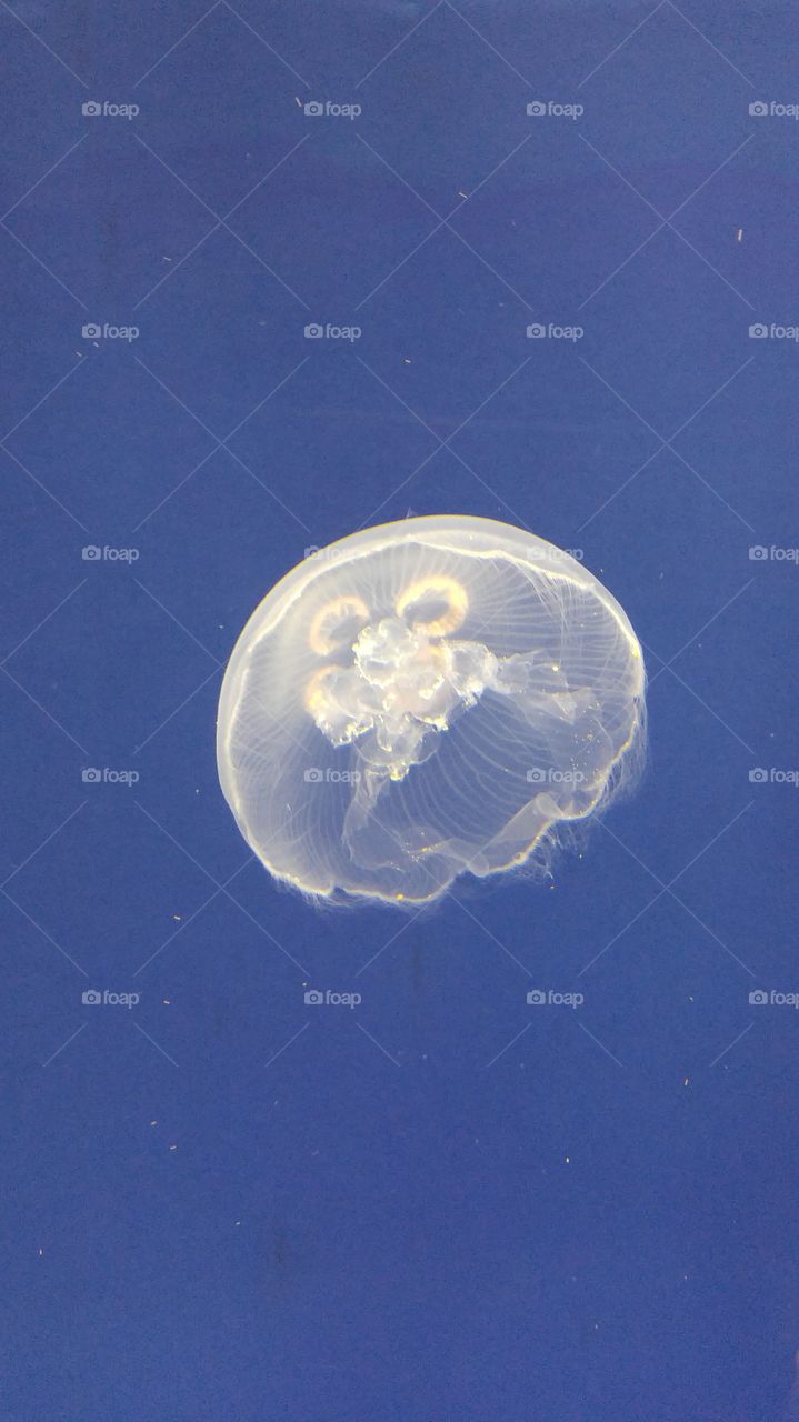 jellyfish swimming peacefully