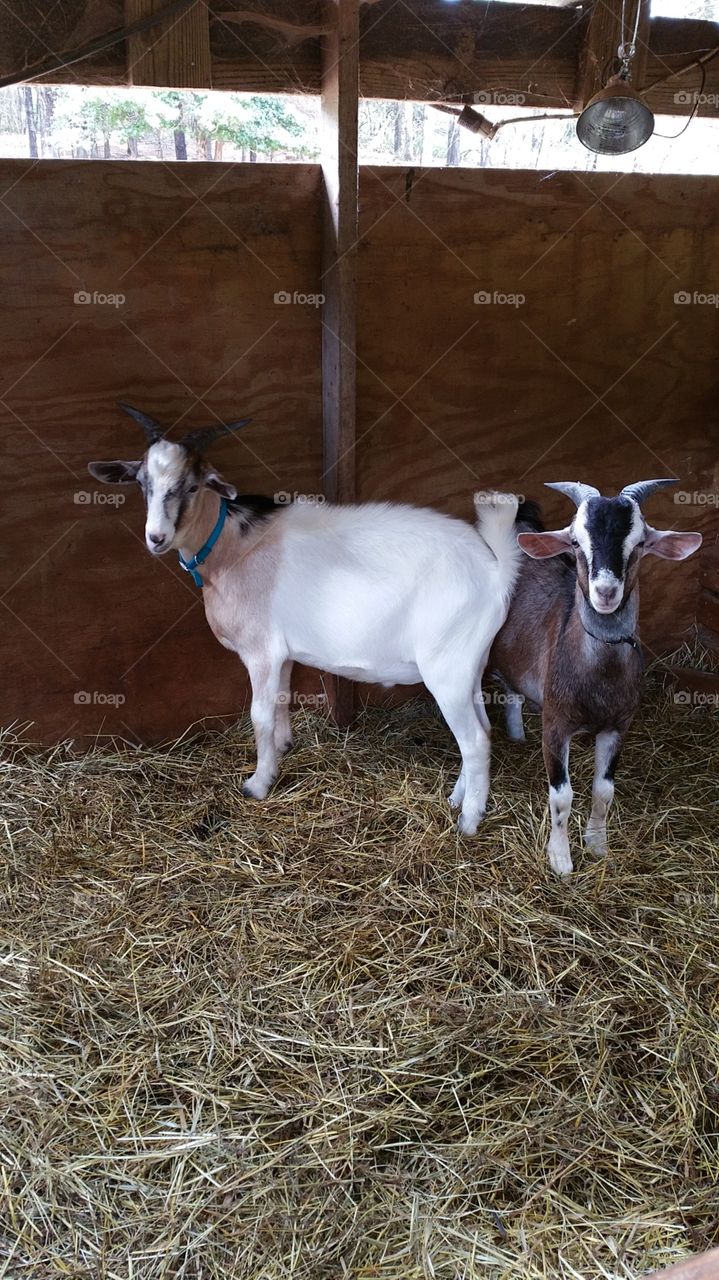 two little goat. two little goat