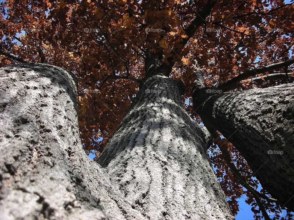 Autumn Triple Oak Tree  Upshot. Upshot view from my back yard of triple oak tree in Autumn