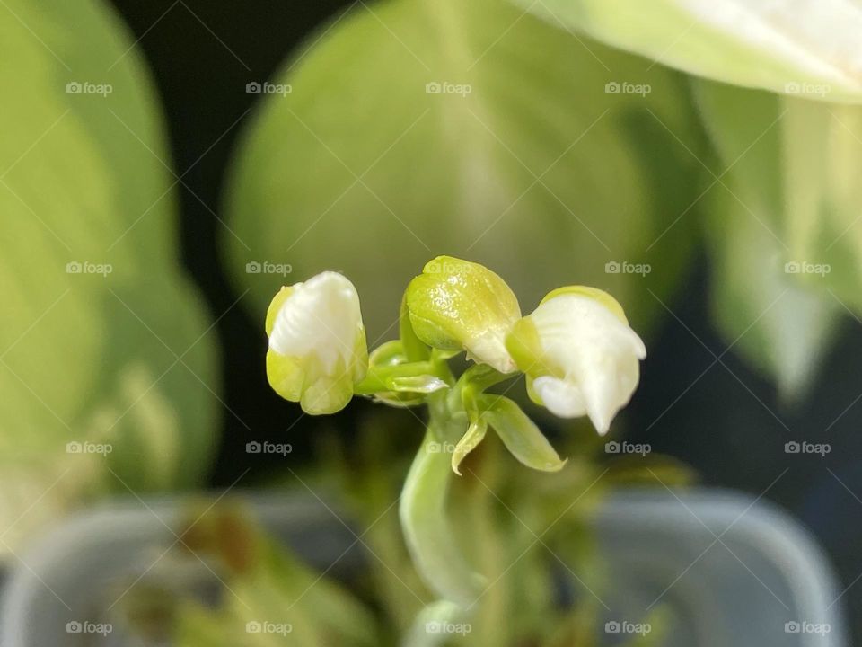 One Venus flower stalk has produced three flower buds … still waiting for them to unravel 💚