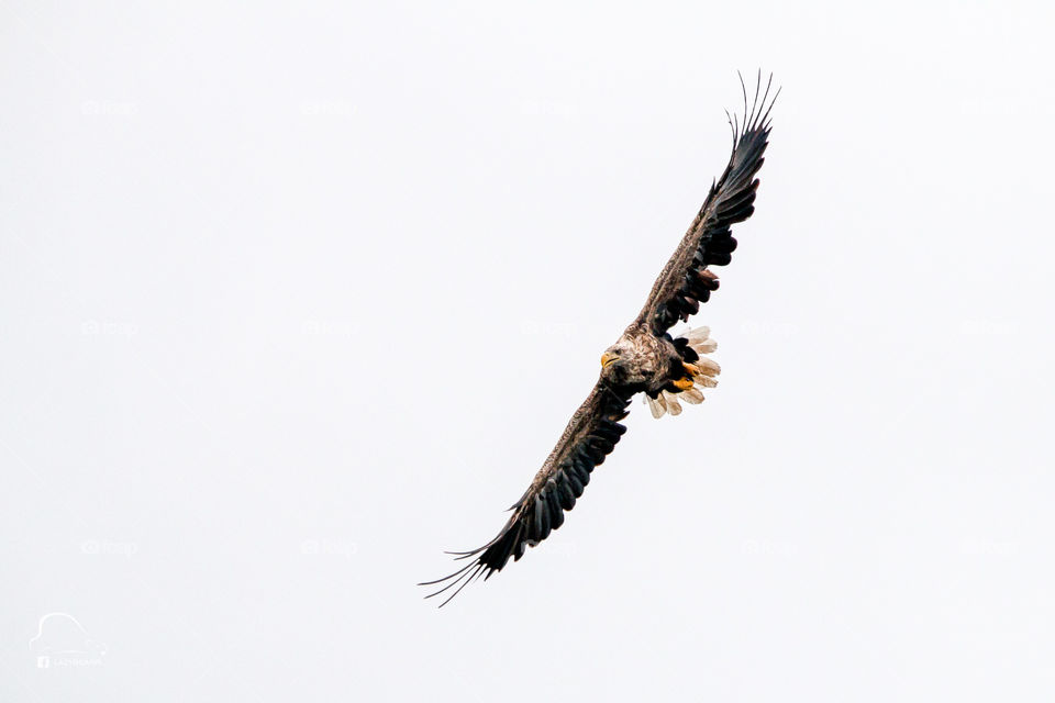 White tailed sea eagle in flight