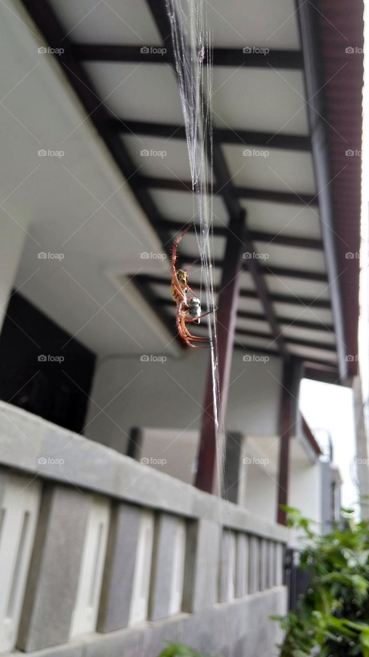 A spider wrapped a fly on nest