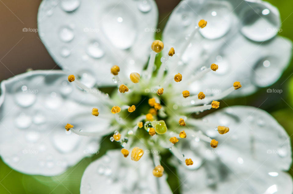 Water drops on white flower