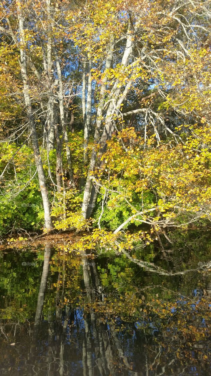 Wood, Fall, Leaf, Nature, Tree