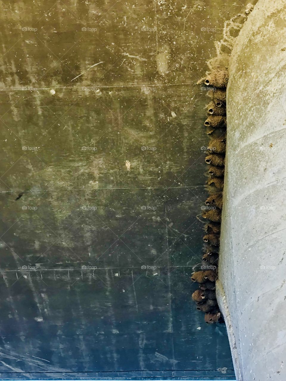 Birds Colony Under Basso Bridge 