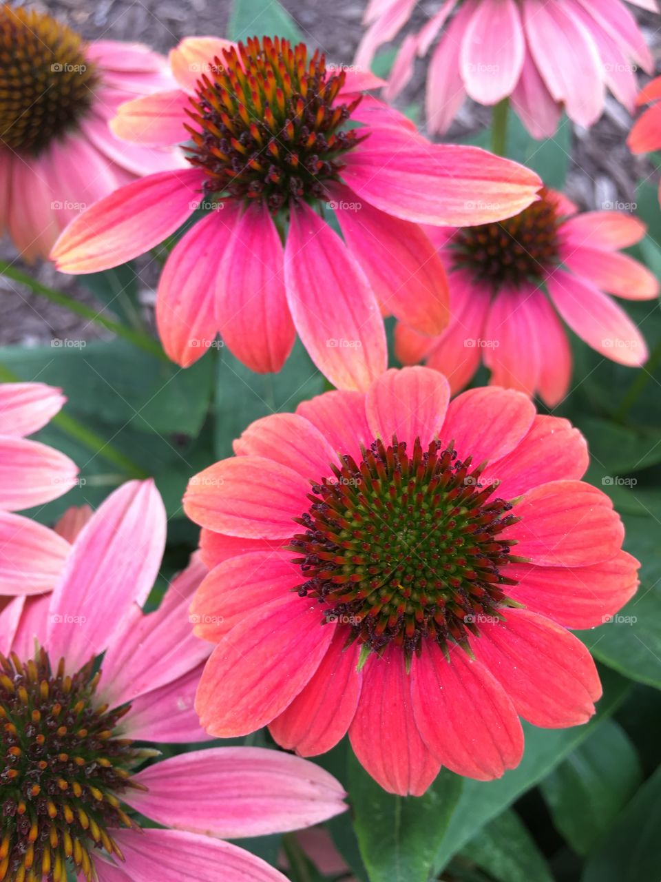 Pink cone flowers