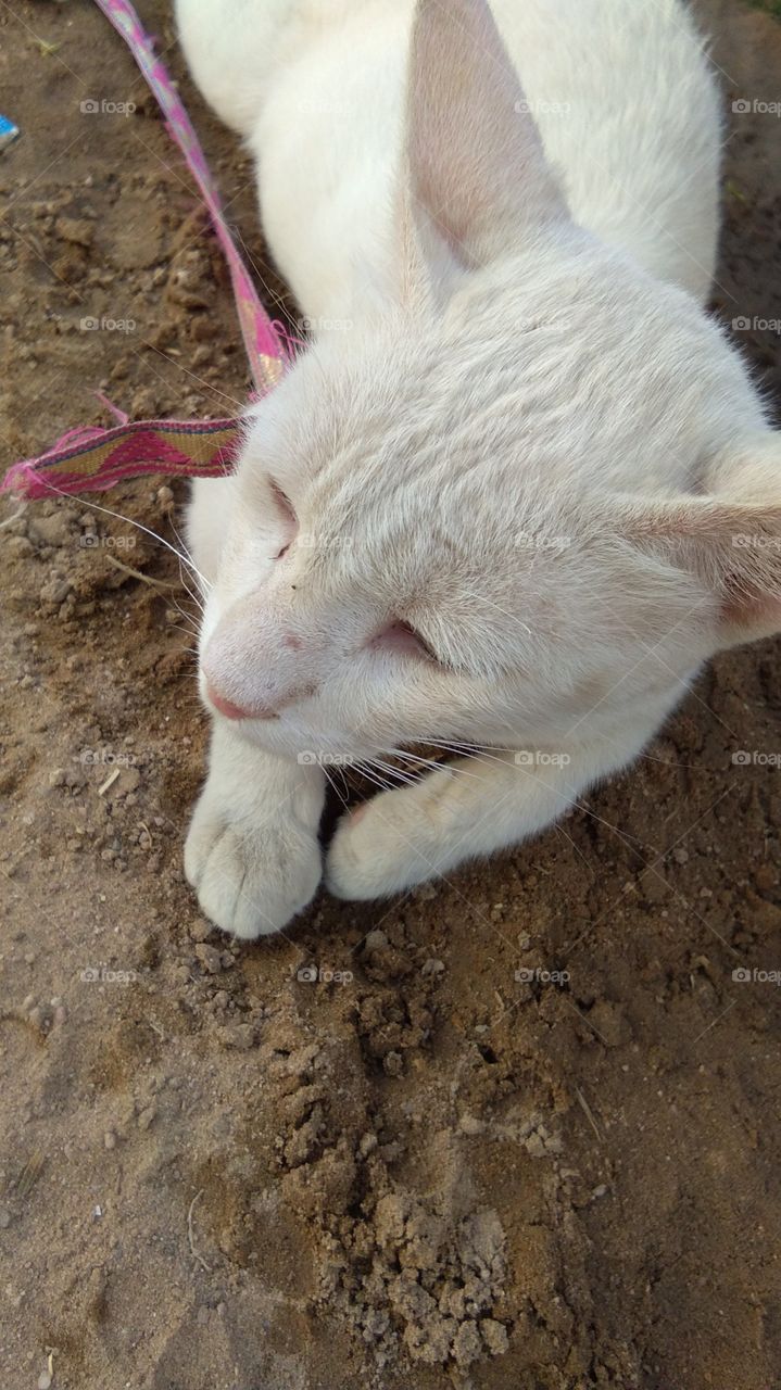 White cat