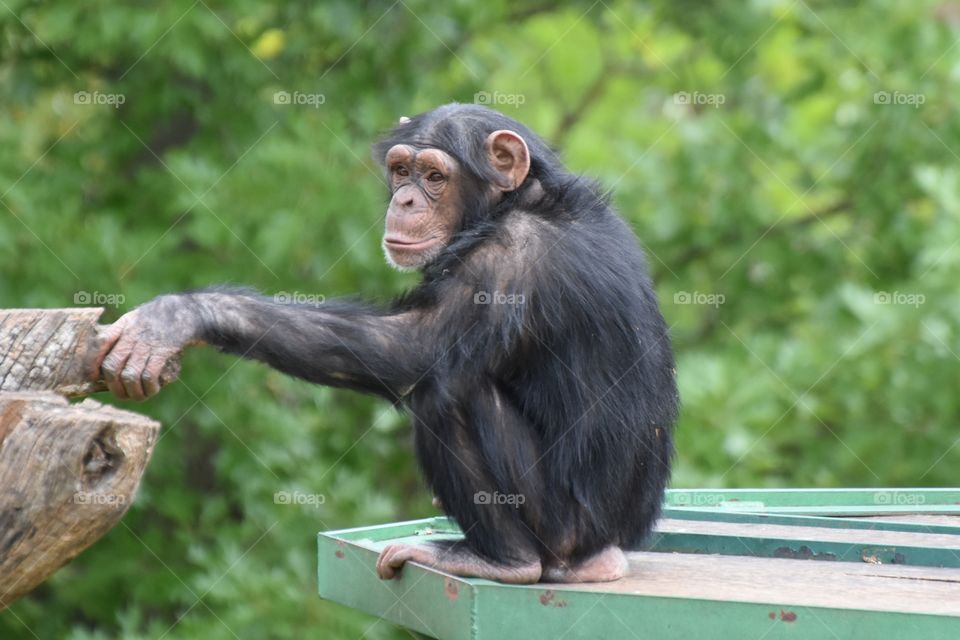 Close-up of chimpanzee