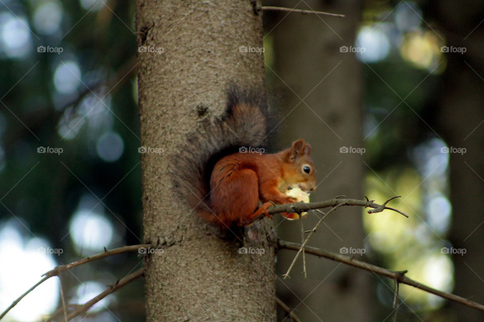 Squirrel