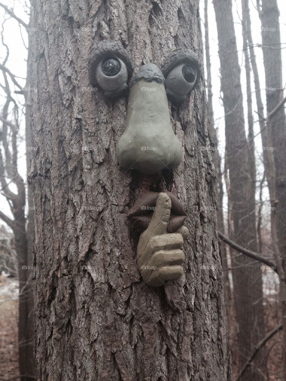 Tree Face