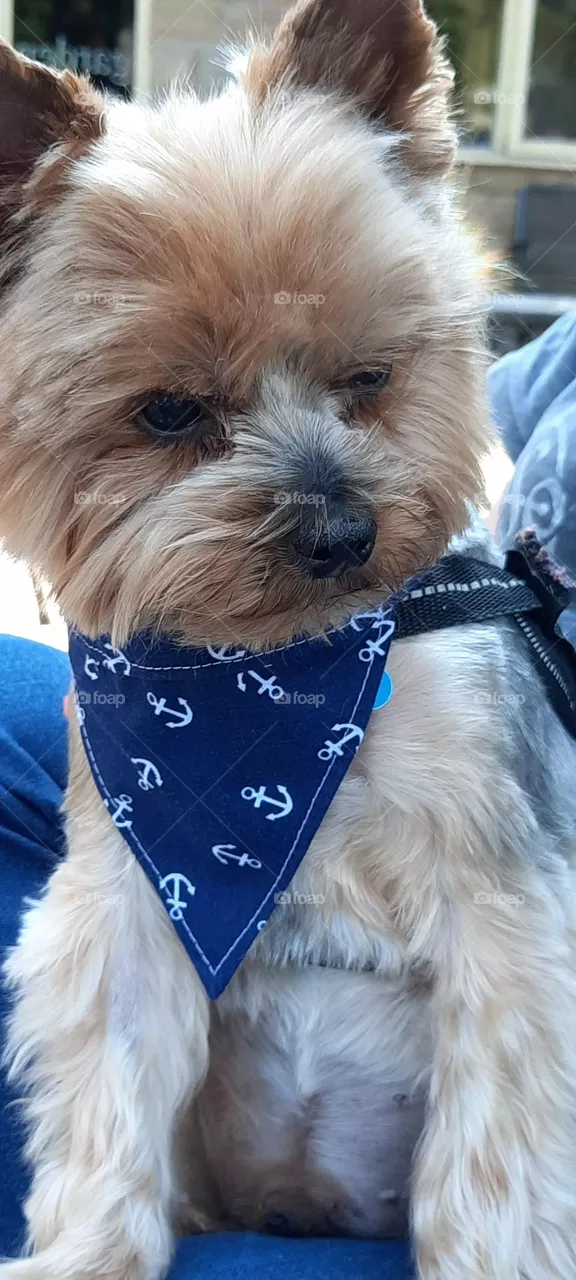 Yorkshire Terrier in Bandana