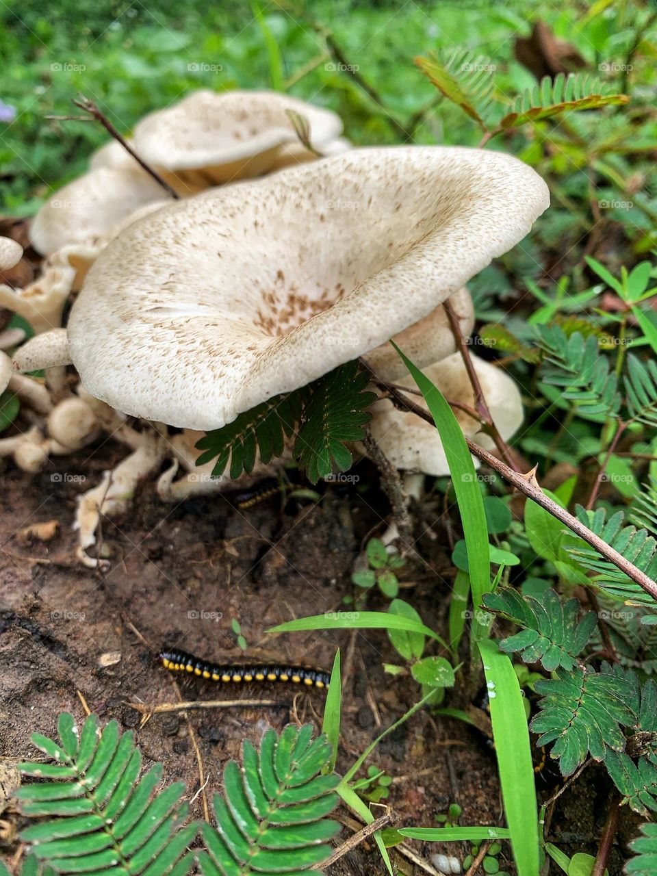 A mushroom growing on a decaying tree root