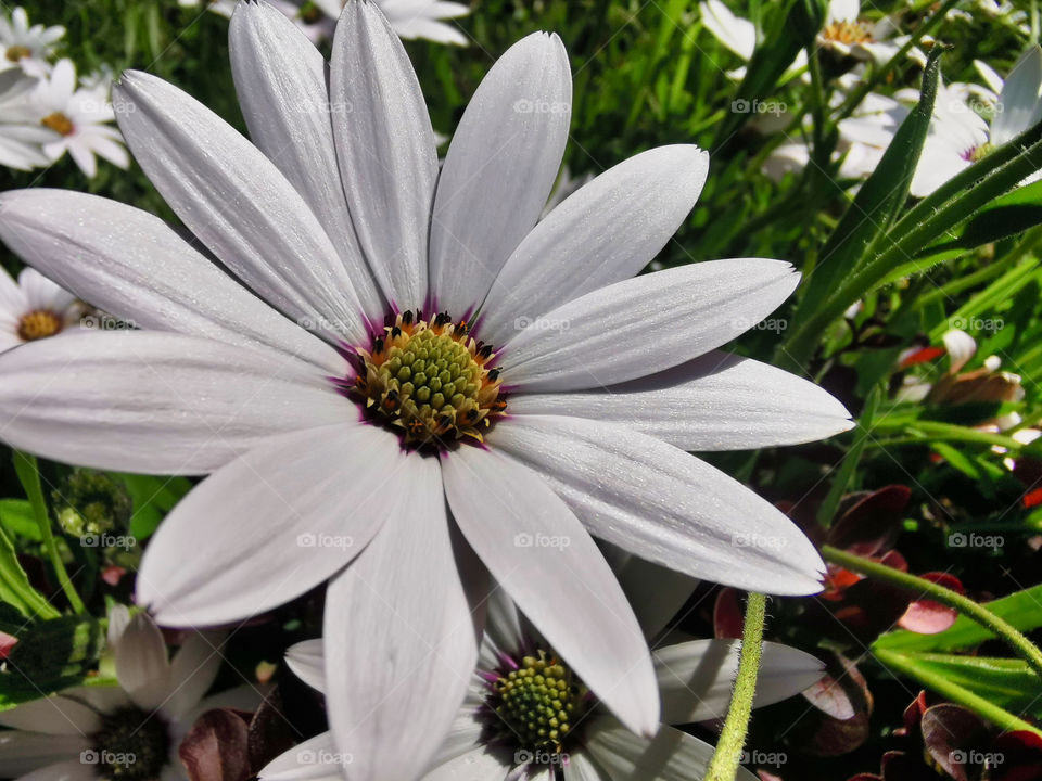 White flower closeup