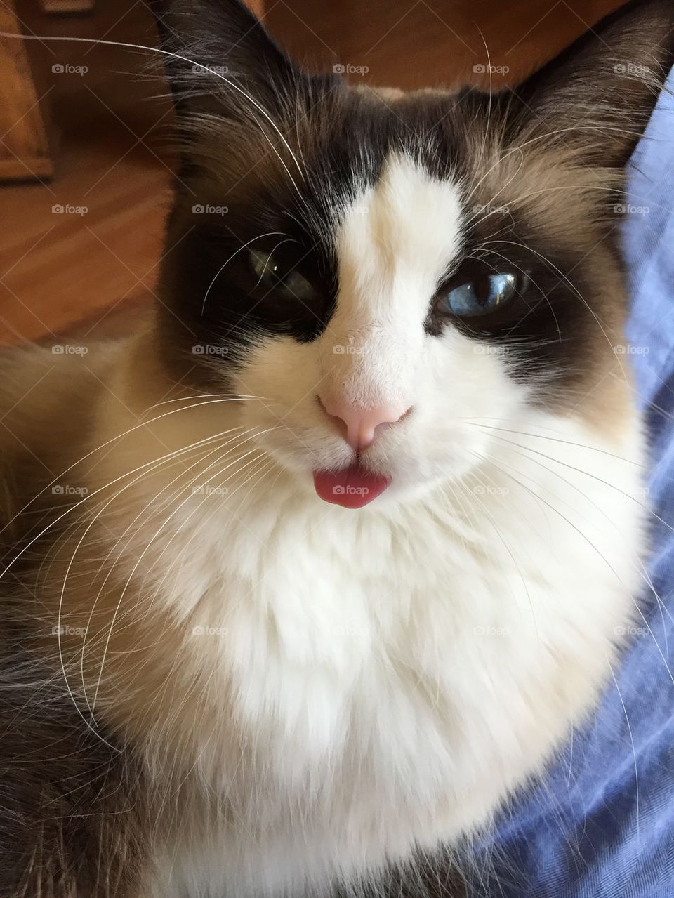 Cat got your tongue