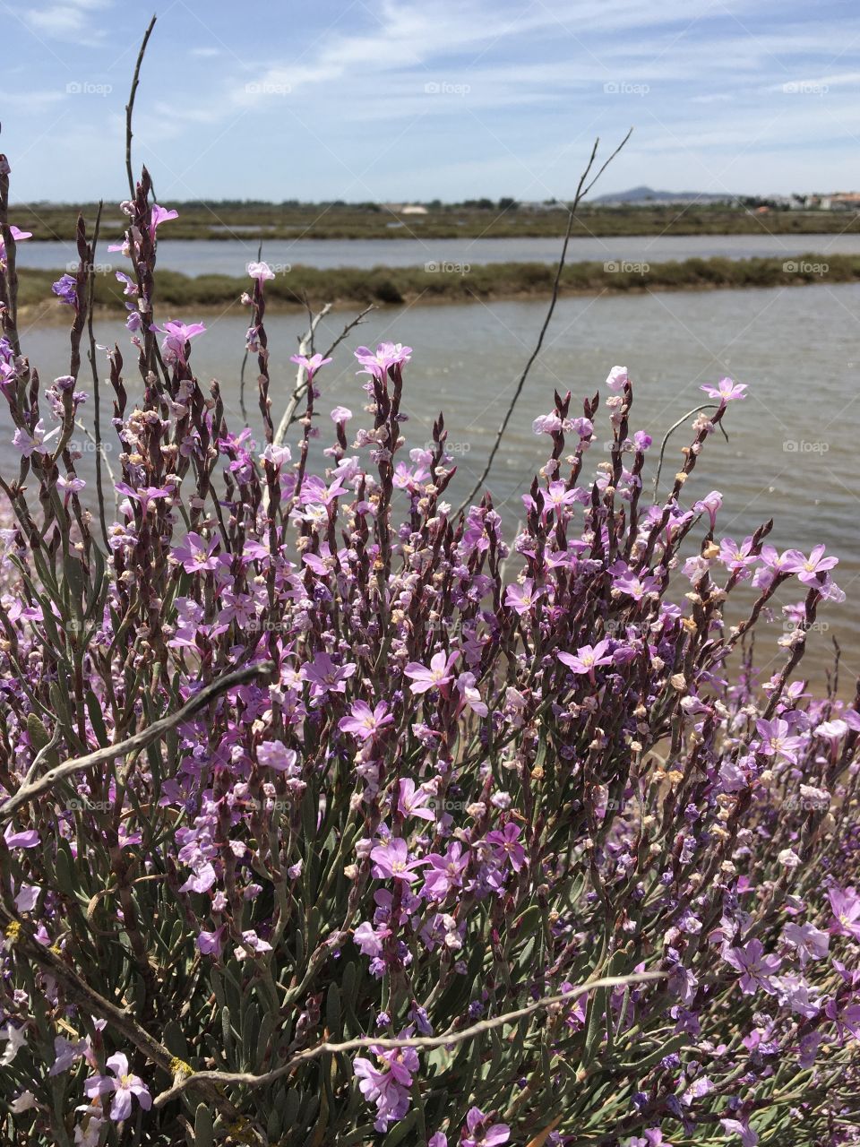 Flowers blooming in salt marshes