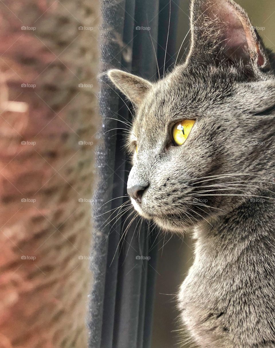 Cat staring out the window