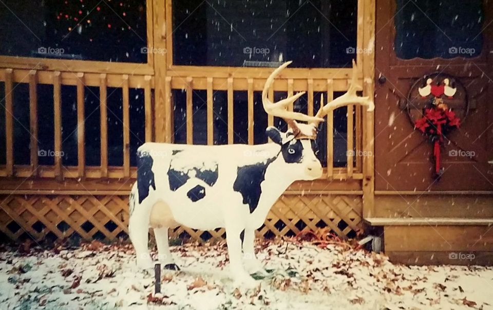 Cow with antlers, reindeer cow for Christmas! Outside cow statue decorated with real antlers. Snow is on the grass & cow❄❄