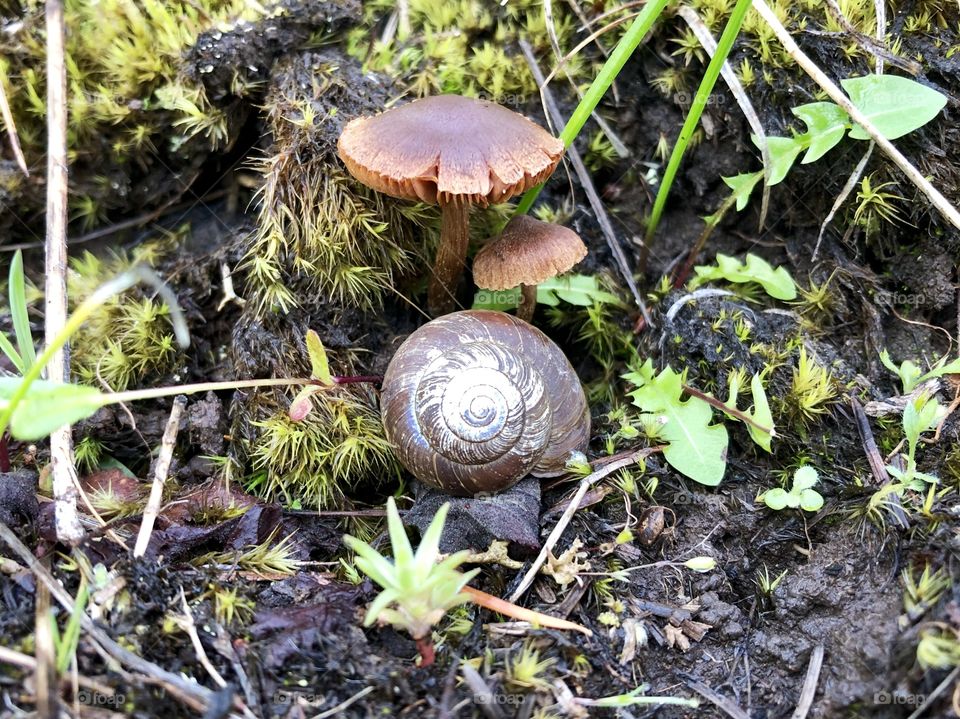A snail under the forest mushrooms 