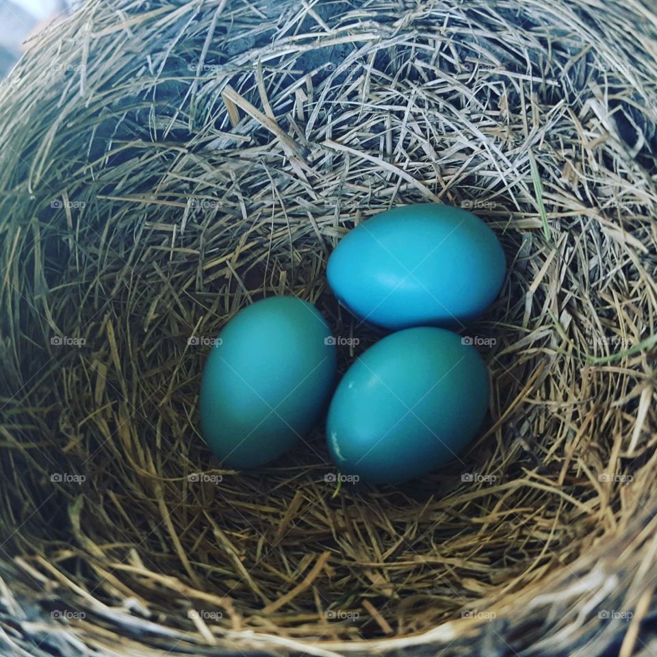 Robin eggs!