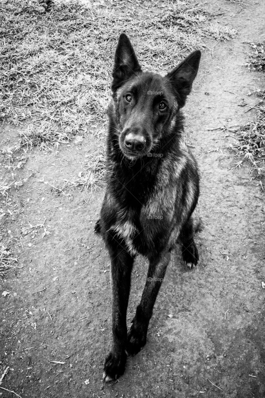 malinois in monochrome