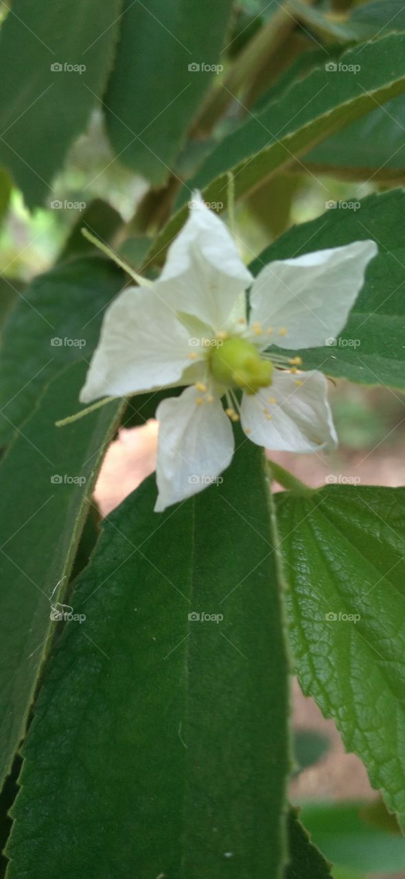 This cherry flower is very small and white in color, and has a unique pistil with a golden yellow color.
