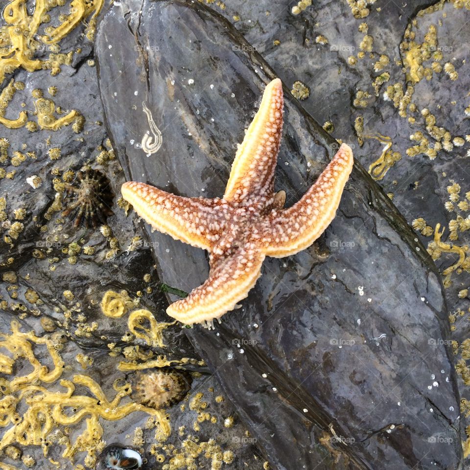 Starfish