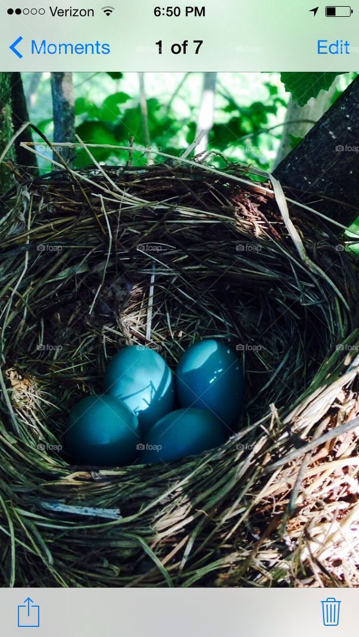 Bird eggs, 