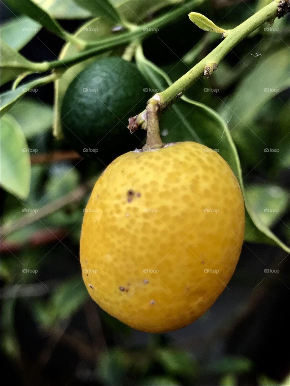 Close-up of a yellow lemon