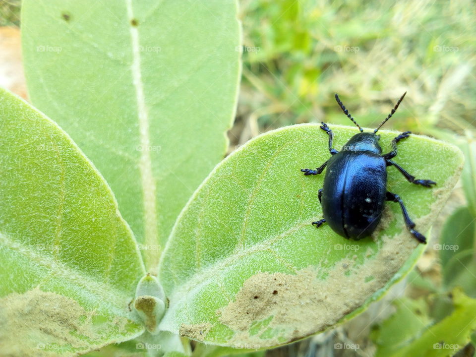 Bug on the leaf