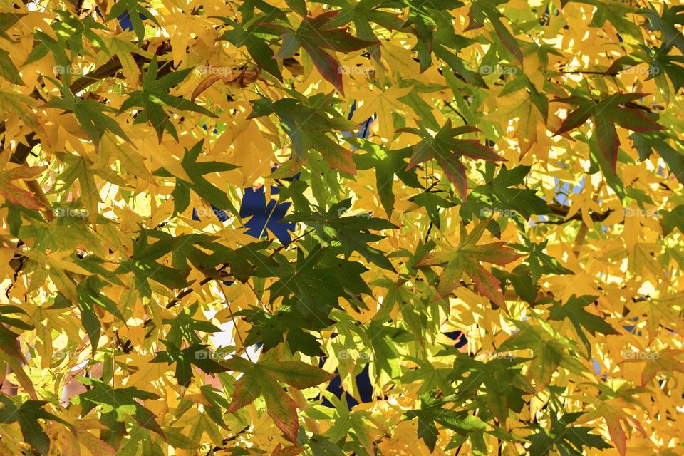 Leafs of a espalier  in autumn. Camouflage colors